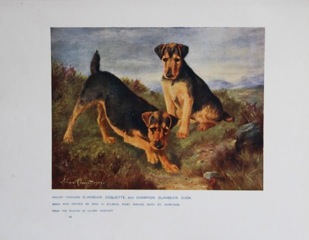 Chromolithograph of Welsh Terriers after Lilian Cheviot 1907: This chromolithograph is from The New Book of the Dog by Robert Leighton, published by Cassell and Company, London 1907. A beautifully illustrated work on dogs by Robert Leighton, a Scottish writer wh