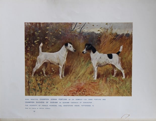 Chromolithograph of Fox Terriers after Arthur Wardle 1907: This chromolithograph is from The New Book of the Dog by Robert Leighton, published by Cassell and Company, London 1907. A beautifully illustrated work on dogs by Robert Leighton, a Scottish writer wh