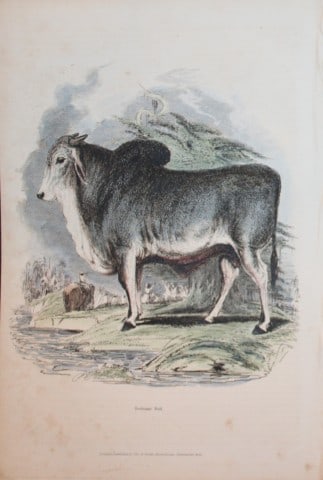 Charles Partington - Hand coloured engraving of Brahminy Bull 1835: This hand-coloured steel engraving is from The British Cyclop?dia of Natural History combining a scientific classification of animals, plants and minerals; with a popular view of their habits, economy