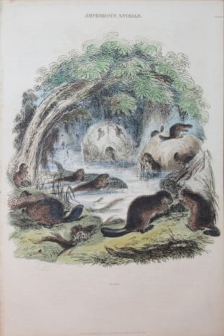Charles Partington - Hand coloured engraving of Beavers 1835: This hand-coloured steel engraving is from The British Cyclop?dia of Natural History combining a scientific classification of animals, plants and minerals; with a popular view of their habits, economy