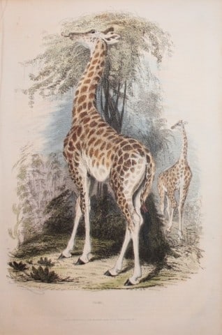 Charles Partington - Hand coloured engraving of a Giraffe 1835: This hand-coloured steel engraving is from The British Cyclop?dia of Natural History combining a scientific classification of animals, plants and minerals; with a popular view of their habits, economy