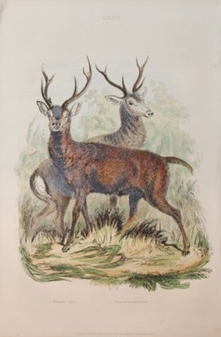 Charles Partington - Hand coloured engraving of Deer 1835: This hand-coloured steel engraving is from The British Cyclop?dia of Natural History combining a scientific classification of animals, plants and minerals; with a popular view of their habits, economy