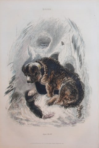 Charles Partington - Hand coloured engraving of Alpine Mastiff 1835: This hand-coloured steel engraving is from The British Cyclop?dia of Natural History combining a scientific classification of animals, plants and minerals; with a popular view of their habits, economy