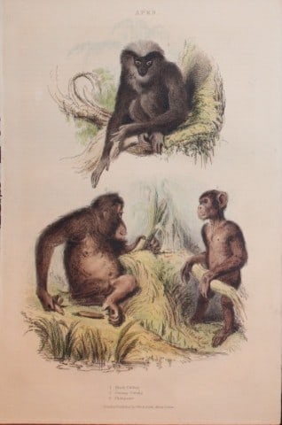 Charles Partington - Hand coloured engraving of Apes 1835: This hand-coloured steel engraving is from The British Cyclop?dia of Natural History combining a scientific classification of animals, plants and minerals; with a popular view of their habits, economy