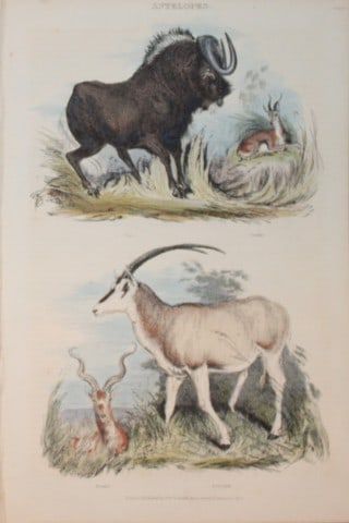 Charles Partington - Hand coloured engraving of Antelopes 1835: This hand-coloured steel engraving is from The British Cyclop?dia of Natural History combining a scientific classification of animals, plants and minerals; with a popular view of their habits, economy