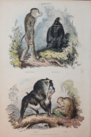 Charles Partington - Hand coloured engraving of Baboons 1835: This hand-coloured steel engraving is from The British Cyclop?dia of Natural History combining a scientific classification of animals, plants and minerals; with a popular view of their habits, economy
