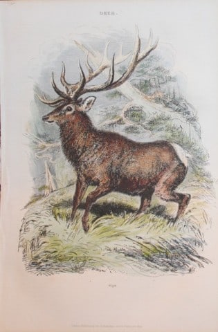 Charles Partington - Hand coloured engraving of a Wapiti 1835: This hand-coloured steel engraving is from The British Cyclop?dia of Natural History combining a scientific classification of animals, plants and minerals; with a popular view of their habits, economy