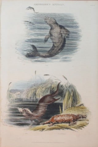 Charles Partington - Hand coloured engraving of Seal, Otter and Platypus 1835: This hand-coloured steel engraving is from The British Cyclop?dia of Natural History combining a scientific classification of animals, plants and minerals; with a popular view of their habits, economy