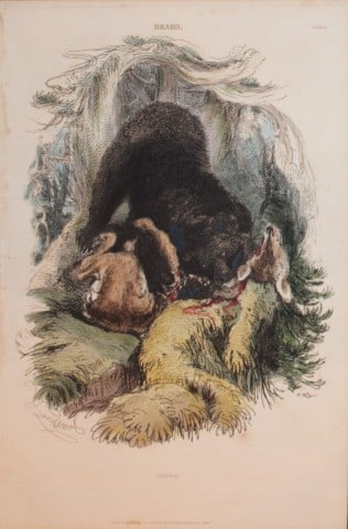 Charles Partington - Hand coloured engraving of Grisly Bear 1835: This hand-coloured steel engraving is from The British Cyclop?dia of Natural History combining a scientific classification of animals, plants and minerals; with a popular view of their habits, economy