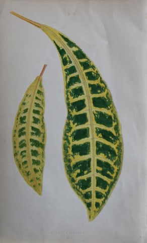 Edward Lowe - Beautiful Leaved Plants 1861: This hand-finished colour wood-cut engraving is from Edward Lowe's Beautiful Leaved Plants published by Groombridge & Sons, London, 1861.This is one of several books written by the Nottingham naturali