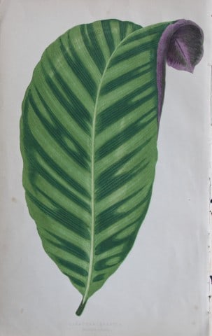 Edward Lowe - Beautiful Leaved Plants 1861: This hand-finished colour wood-cut engraving is from Edward Lowe's Beautiful Leaved Plants published by Groombridge & Sons, London, 1861.This is one of several books written by the Nottingham naturali