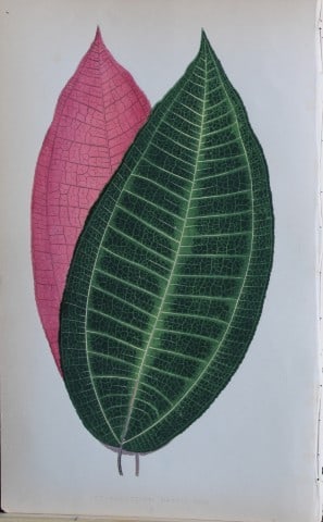 Edward Lowe - Beautiful Leaved Plants 1861 (1 of 1)