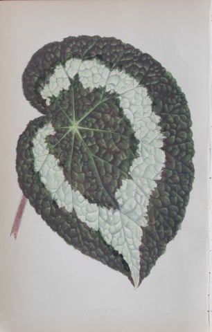 Edward Lowe - Beautiful Leaved Plants 1861: This hand-finished colour wood-cut engraving is from Edward Lowe's Beautiful Leaved Plants published by Groombridge & Sons, London, 1861.This is one of several books written by the Nottingham naturali
