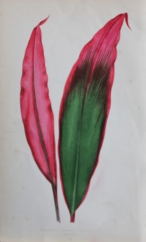 Edward Lowe - Beautiful Leaved Plants 1861: This hand-finished colour wood-cut engraving is from Edward Lowe's Beautiful Leaved Plants published by Groombridge & Sons, London, 1861.This is one of several books written by the Nottingham naturali