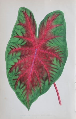 Edward Lowe - Beautiful Leaved Plants 1861: This hand-finished colour wood-cut engraving is from Edward Lowe's Beautiful Leaved Plants published by Groombridge & Sons, London, 1861.This is one of several books written by the Nottingham naturali