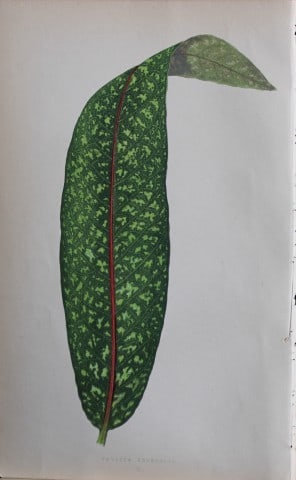 Edward Lowe - Beautiful Leaved Plants 1861 (1 of 1)