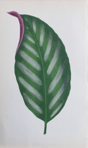 Edward Lowe - Beautiful Leaved Plants 1861: This hand-finished colour wood-cut engraving is from Edward Lowe's Beautiful Leaved Plants published by Groombridge & Sons, London, 1861.This is one of several books written by the Nottingham naturali