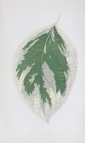 Edward Lowe - Beautiful Leaved Plants 1861: This hand-finished colour wood-cut engraving is from Edward Lowe's Beautiful Leaved Plants published by Groombridge & Sons, London, 1861.This is one of several books written by the Nottingham naturali