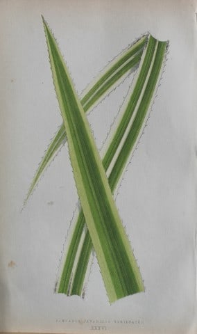 Edward Lowe - Beautiful Leaved Plants 1861: This hand-finished colour wood-cut engraving is from Edward Lowe's Beautiful Leaved Plants published by Groombridge & Sons, London, 1861.This is one of several books written by the Nottingham naturali
