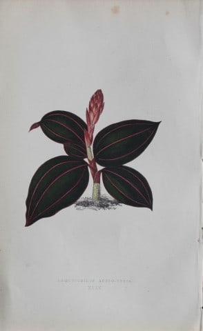 Edward Lowe - Beautiful Leaved Plants 1861: This hand-finished colour wood-cut engraving is from Edward Lowe's Beautiful Leaved Plants published by Groombridge & Sons, London, 1861.This is one of several books written by the Nottingham naturali