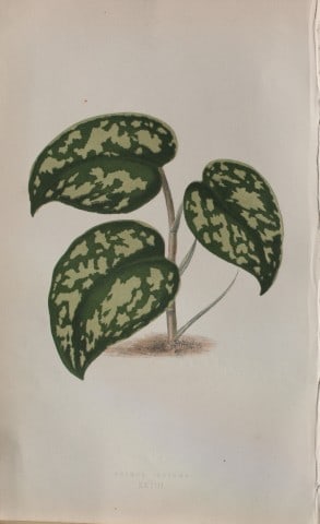 Edward Lowe - Beautiful Leaved Plants 1861: This hand-finished colour wood-cut engraving is from Edward Lowe's Beautiful Leaved Plants published by Groombridge & Sons, London, 1861.This is one of several books written by the Nottingham naturali