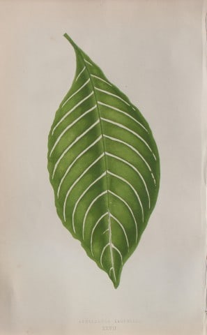 Edward Lowe - Beautiful Leaved Plants 1861: This hand-finished colour wood-cut engraving is from Edward Lowe's Beautiful Leaved Plants published by Groombridge & Sons, London, 1861.This is one of several books written by the Nottingham naturali