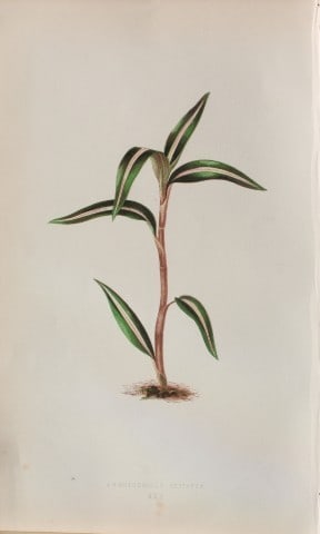 Edward Lowe - Beautiful Leaved Plants 1861: This hand-finished colour wood-cut engraving is from Edward Lowe's Beautiful Leaved Plants published by Groombridge & Sons, London, 1861.This is one of several books written by the Nottingham naturali