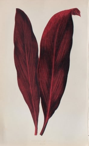Edward Lowe - Beautiful Leaved Plants 1861: This hand-finished colour wood-cut engraving is from Edward Lowe's Beautiful Leaved Plants published by Groombridge & Sons, London, 1861.This is one of several books written by the Nottingham naturali