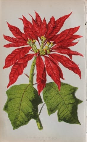 Edward Lowe - Beautiful Leaved Plants 1861: This hand-finished colour wood-cut engraving is from Edward Lowe's Beautiful Leaved Plants published by Groombridge & Sons, London, 1861.This is one of several books written by the Nottingham naturali