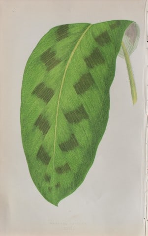 Edward Lowe - Beautiful Leaved Plants 1861: This hand-finished colour wood-cut engraving is from Edward Lowe's Beautiful Leaved Plants published by Groombridge & Sons, London, 1861.This is one of several books written by the Nottingham naturali
