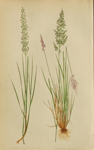 Edward Lowe - Natural History of British Grasses 1864: This hand-finished colour wood-cut engraving is from Edward Joseph Lowe's A Natural History of British Grasses published by Groombridge, London, 1864.This is one of several books on written by the Not