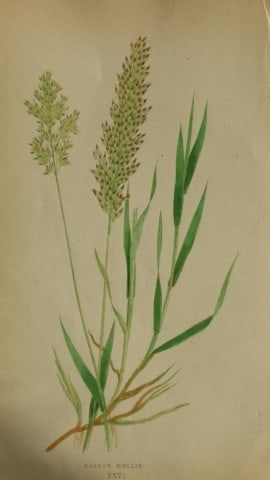 Edward Lowe - Natural History of British Grasses 1864: This hand-finished colour wood-cut engraving is from Edward Joseph Lowe's A Natural History of British Grasses published by Groombridge, London, 1864.This is one of several books on written by the Not