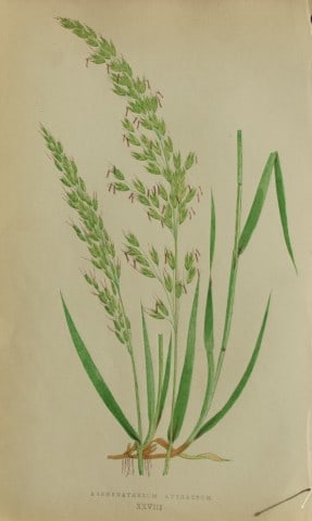 Edward Lowe - Natural History of British Grasses 1864: This hand-finished colour wood-cut engraving is from Edward Joseph Lowe's A Natural History of British Grasses published by Groombridge, London, 1864.This is one of several books on written by the Not
