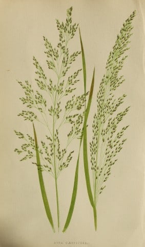Edward Lowe - Natural History of British Grasses 1864: This hand-finished colour wood-cut engraving is from Edward Joseph Lowe's A Natural History of British Grasses published by Groombridge, London, 1864.This is one of several books on written by the Not