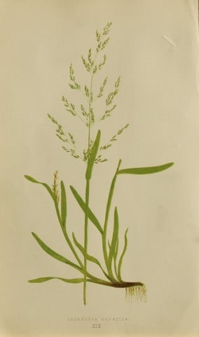 Edward Lowe - Natural History of British Grasses 1864: This hand-finished colour wood-cut engraving is from Edward Joseph Lowe's A Natural History of British Grasses published by Groombridge, London, 1864.This is one of several books on written by the Not