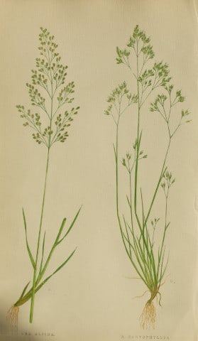 Edward Lowe - Natural History of British Grasses 1864: This hand-finished colour wood-cut engraving is from Edward Joseph Lowe's A Natural History of British Grasses published by Groombridge, London, 1864.This is one of several books on written by the Not