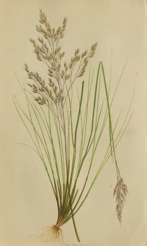 Edward Lowe - Natural History of British Grasses 1864: This hand-finished colour wood-cut engraving is from Edward Joseph Lowe's A Natural History of British Grasses published by Groombridge, London, 1864.This is one of several books on written by the Not