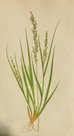 Edward Lowe - Natural History of British Grasses 1864: This hand-finished colour wood-cut engraving is from Edward Joseph Lowe's A Natural History of British Grasses published by Groombridge, London, 1864.This is one of several books on written by the Not