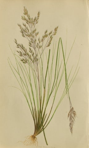 Edward Lowe - Natural History of British Grasses 1864: This hand-finished colour wood-cut engraving is from Edward Joseph Lowe's A Natural History of British Grasses published by Groombridge, London, 1864.This is one of several books on written by the Not