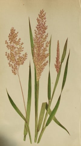 Edward Lowe - Natural History of British Grasses 1864: This hand-finished colour wood-cut engraving is from Edward Joseph Lowe's A Natural History of British Grasses published by Groombridge, London, 1864.This is one of several books on written by the Not