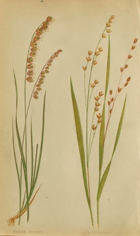 Edward Lowe - Natural History of British Grasses 1864: This hand-finished colour wood-cut engraving is from Edward Joseph Lowe's A Natural History of British Grasses published by Groombridge, London, 1864.This is one of several books on written by the Not