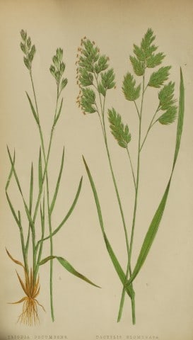 Edward Lowe - Natural History of British Grasses 1864: This hand-finished colour wood-cut engraving is from Edward Joseph Lowe's A Natural History of British Grasses published by Groombridge, London, 1864.This is one of several books on written by the Not