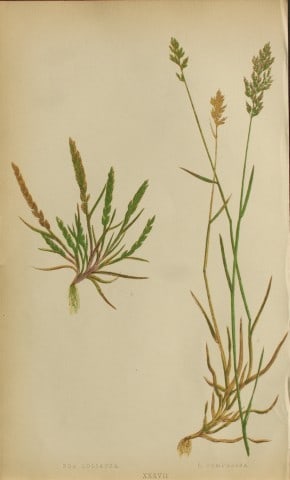 Edward Lowe - Natural History of British Grasses 1864: This hand-finished colour wood-cut engraving is from Edward Joseph Lowe's A Natural History of British Grasses published by Groombridge, London, 1864.This is one of several books on written by the Not