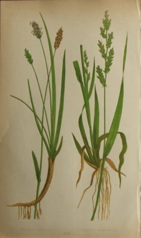 Edward Lowe - Natural History of British Grasses 1864: This hand-finished colour wood-cut engraving is from Edward Joseph Lowe's A Natural History of British Grasses published by Groombridge, London, 1864.This is one of several books on written by the Not