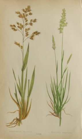 Edward Lowe - Natural History of British Grasses 1864: This hand-finished colour wood-cut engraving is from Edward Joseph Lowe's A Natural History of British Grasses published by Groombridge, London, 1864.This is one of several books on written by the Not