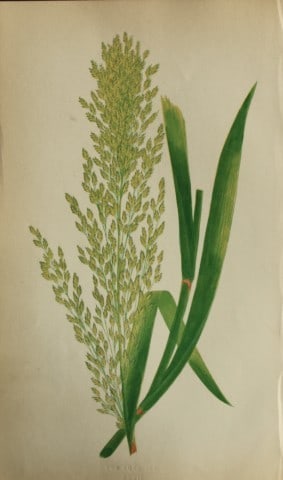 Edward Lowe - Natural History of British Grasses 1864: This hand-finished colour wood-cut engraving is from Edward Joseph Lowe's A Natural History of British Grasses published by Groombridge, London, 1864.This is one of several books on written by the Not