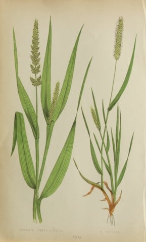 Edward Lowe - Natural History of British Grasses 1864: This hand-finished colour wood-cut engraving is from Edward Joseph Lowe's A Natural History of British Grasses published by Groombridge, London, 1864.This is one of several books on written by the Not