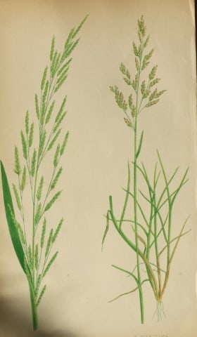 Edward Lowe - Natural History of British Grasses 1864: This hand-finished colour wood-cut engraving is from Edward Joseph Lowe's A Natural History of British Grasses published by Groombridge, London, 1864.This is one of several books on written by the Not