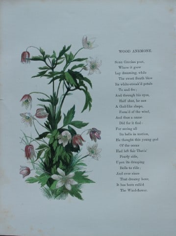 Birket Foster - Hand coloured engraving of Wood Anemone 1863 (1 of 1)