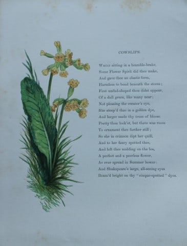 Birket Foster - Hand coloured engraving of Cowslips 1863 (1 of 1)